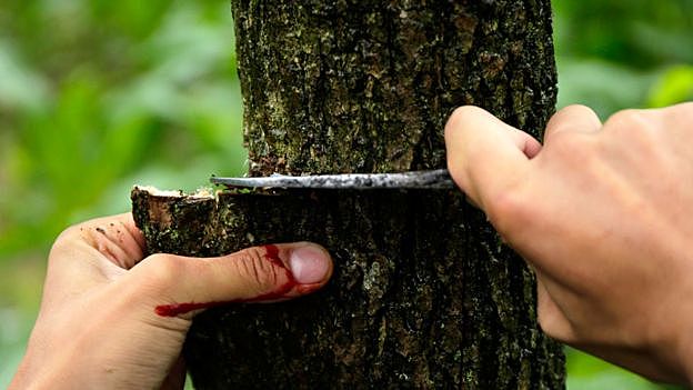 DESCUBRIMIENTO DE GUTAPERCHA