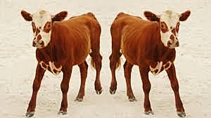 Genomic Research and Cloning