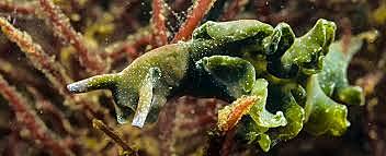 540 millones de años antes