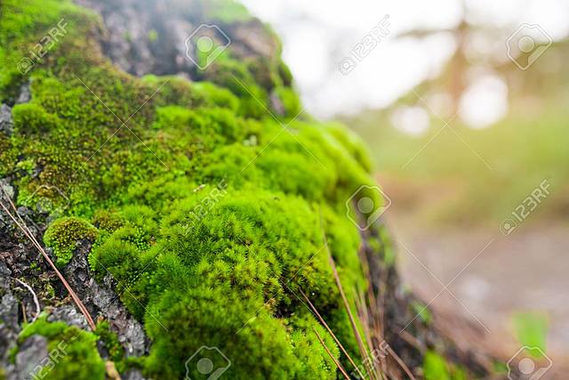 375 millones de años antes