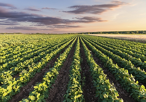 Naixement de l'agricultura