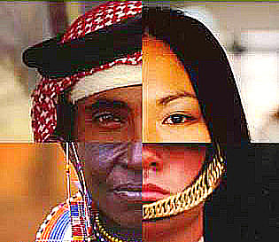 Proteccion a la Diversidad Bogotana