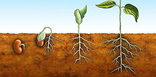 Katteseemnetaimede teke