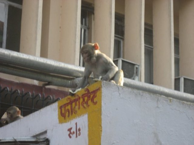 Pinky and Ammaji go to Shahkot and get attacked