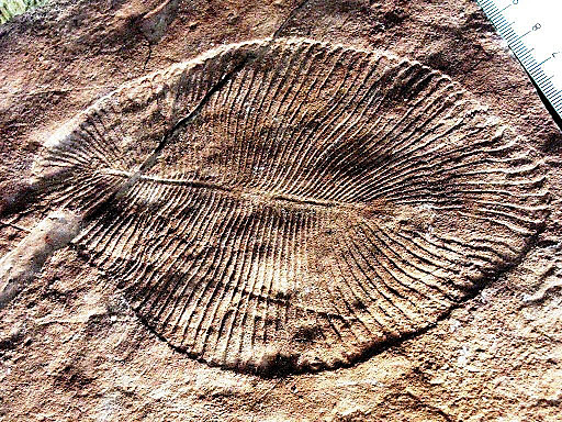 Ediacara elustik