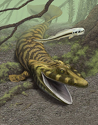 Esimesed selgroogsed