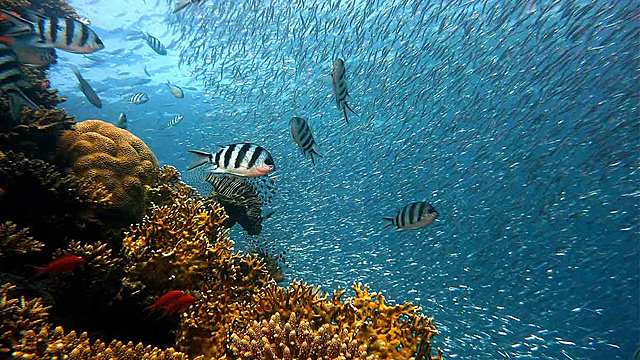 3.100 Millones de años - Vida en los océanos