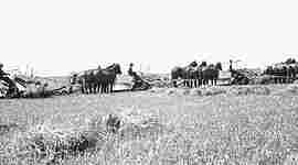 Timeline: Antecedentes relación hombre con la naturaleza