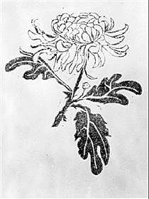 Chrysanthemum