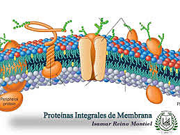 Proteinas integrales