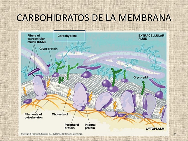 Carbohidratos
