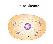 Citoplasma