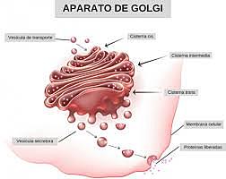 Aparoto de Golgi