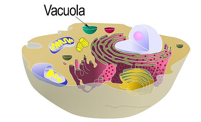 vacuolas
