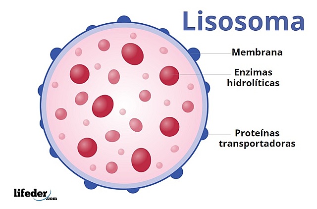 Lisosomas