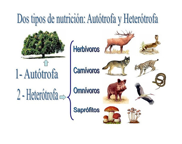 Tipos de nutricion