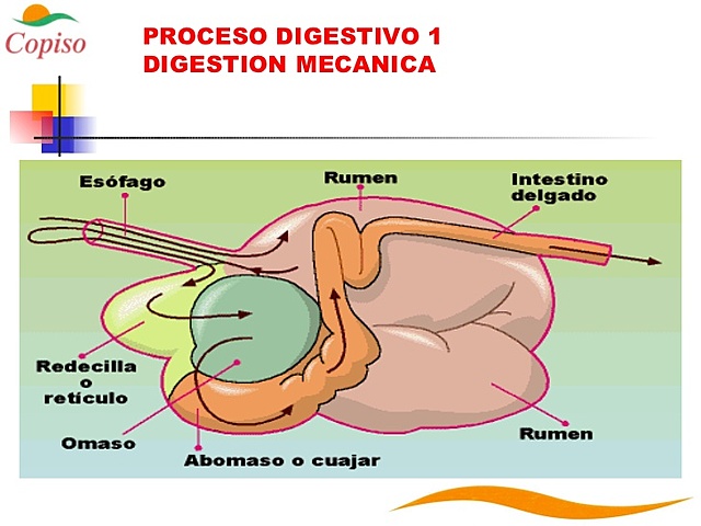 nutricion mecanica