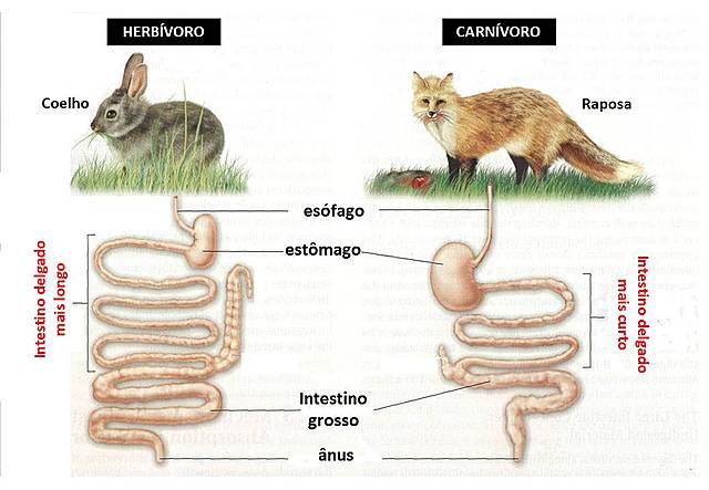 sistema digestivo de carnivoros y herbivoros