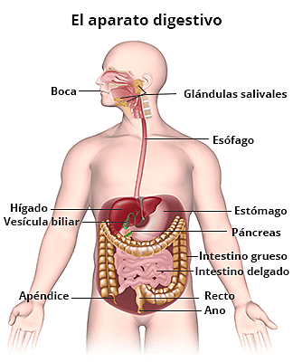 el sistema digestivo humano