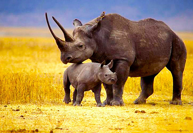 Rinoceronte negro de áfrica occidental