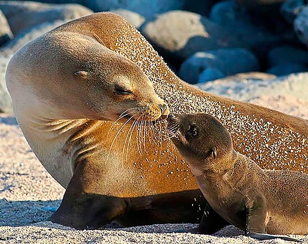 León marino japonés