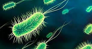 Protozoarios y bacterias