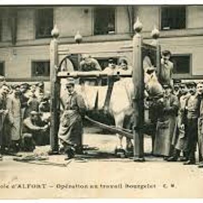 Timeline: 1761. Primera escuela de Veterinaria fundada en Lyon,Francia