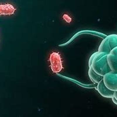 Timeline: Historia de la Inmunología-Contreras-Salgado_Edgar-Adrian