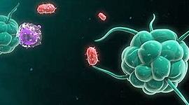 Timeline: Historia de la Inmunología-Contreras-Salgado_Edgar-Adrian