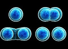 División de las primeras células
