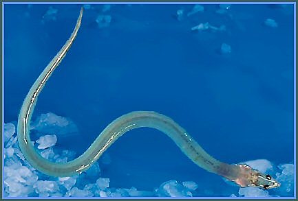 Nuestro primer antepasado