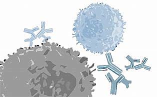 Producción de anticuerpos