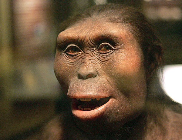 DESARROLLO DEL CEREBRO HUMANO Australopithecus