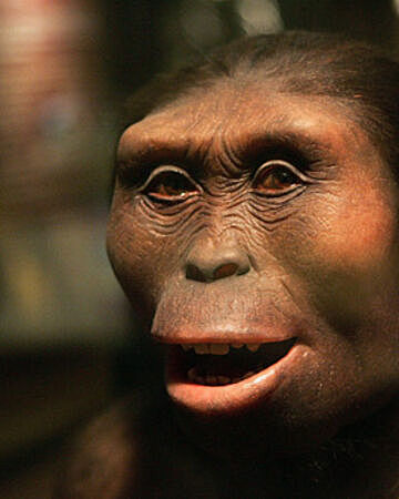 Australopithecus