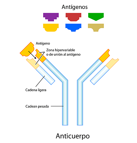 Cadenas de anticuerpos