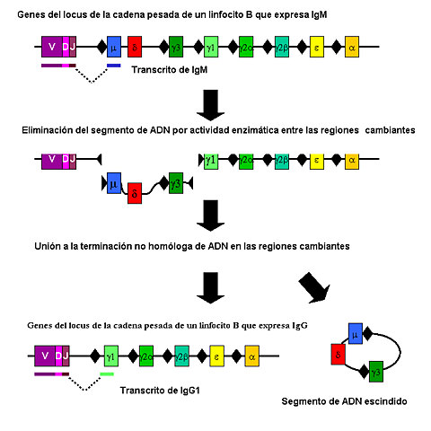 secuenciación e inmunoglobulinas