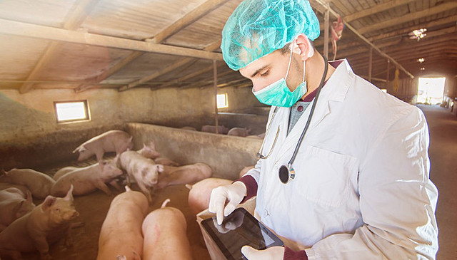 Médico Veterinario Responsable Autorizado (MVRA)