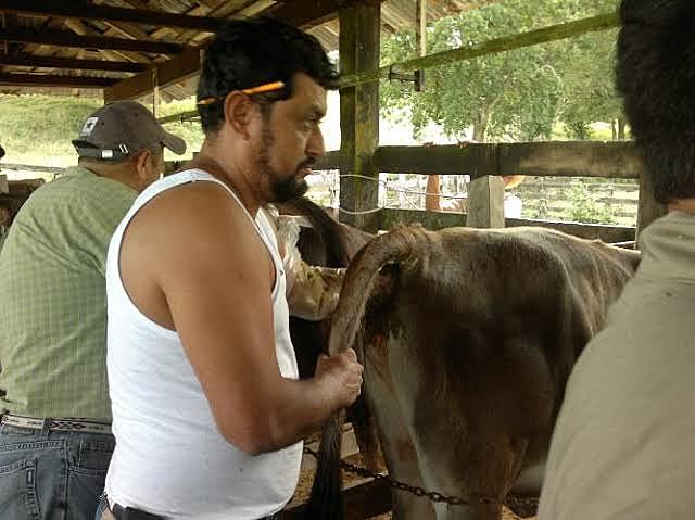 Enfemedades en Bovinos