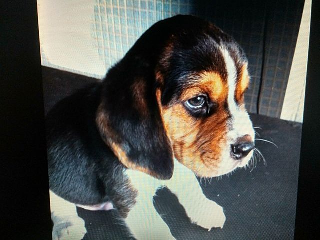 Naixement del meu gos Earth