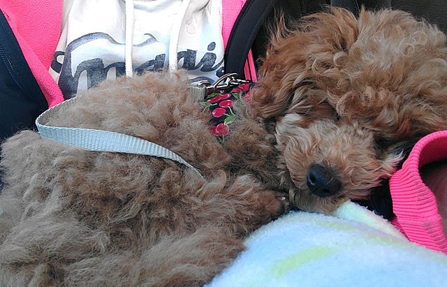 El meu gos (Bubu) arriba a casa