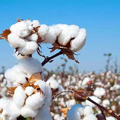 Timeline: Cotton Timeline