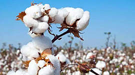 Timeline: Cotton Timeline