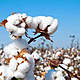 Cottonpic