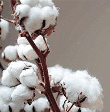 First Sustainable Evidence