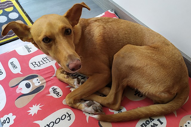 L'arribada de la Nina