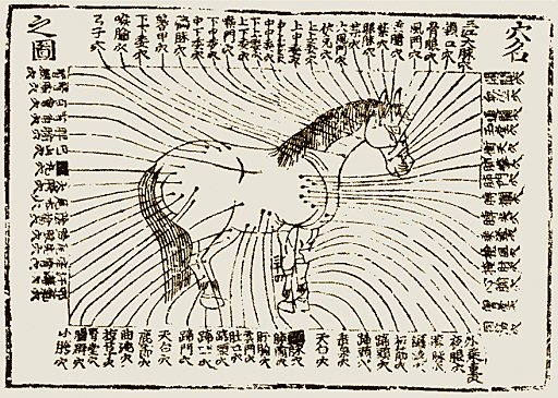 Acupuntura en caballos