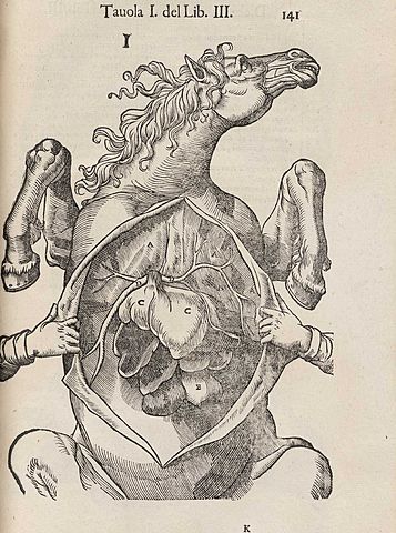 "Anatomia del Cavallo: Infermita et suoi rimedi"