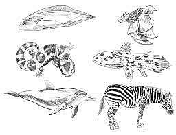 Surgimento dos vertebrados