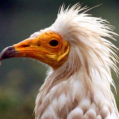 Timeline: Sucesos históricos relevantes en Medicina Veterinaria