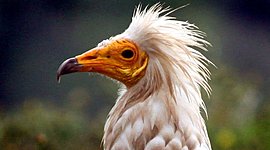 Timeline: Sucesos históricos relevantes en Medicina Veterinaria